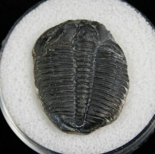 Elrathia Trilobite Fossil - Utah #6700